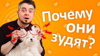 Почему СОБАКА ЧЕШЕТ УШИ и как помочь питомцу?