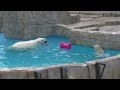 Lara the polar bear plays with her female cub in the water(2), at Sapporo Maruyama Zoo, Japan