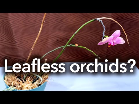 Video: Ar lapai tinka orchidėjoms?