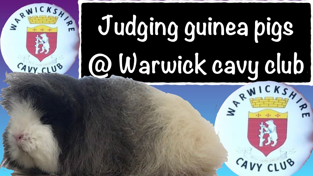 Warwickshire cavy club - a splendid day judging some stunning guinea pigs