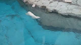 #2-8 April 2024 polar bear at Oji zoo, Kobe, Japan
