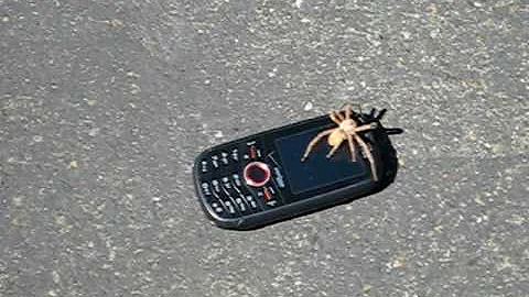 charlie killing his little friend
