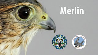 Uncommon Raptors of Colorado: Merlin