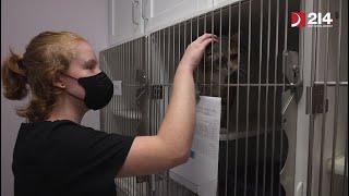 Student Explores Veterinary Career Through Summer Apprenticeship