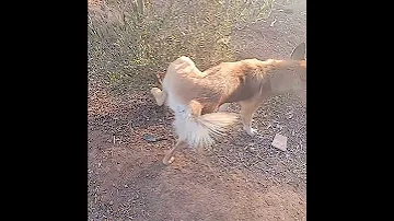 شاهد كيف يتبول الكلب 