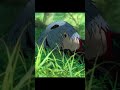 Evangelion 3.0+1.0 Final Goodbye to Ayanami Rei 😢