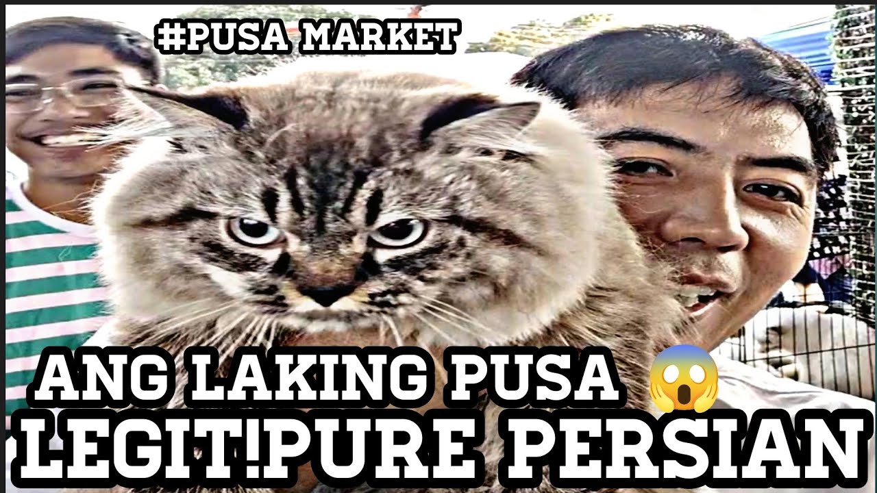 #Grotto#Pusa Market#Ang Laking Pusa Ni Boss Raven Legit Pure Persian Bigbone Wow!😍😱👍