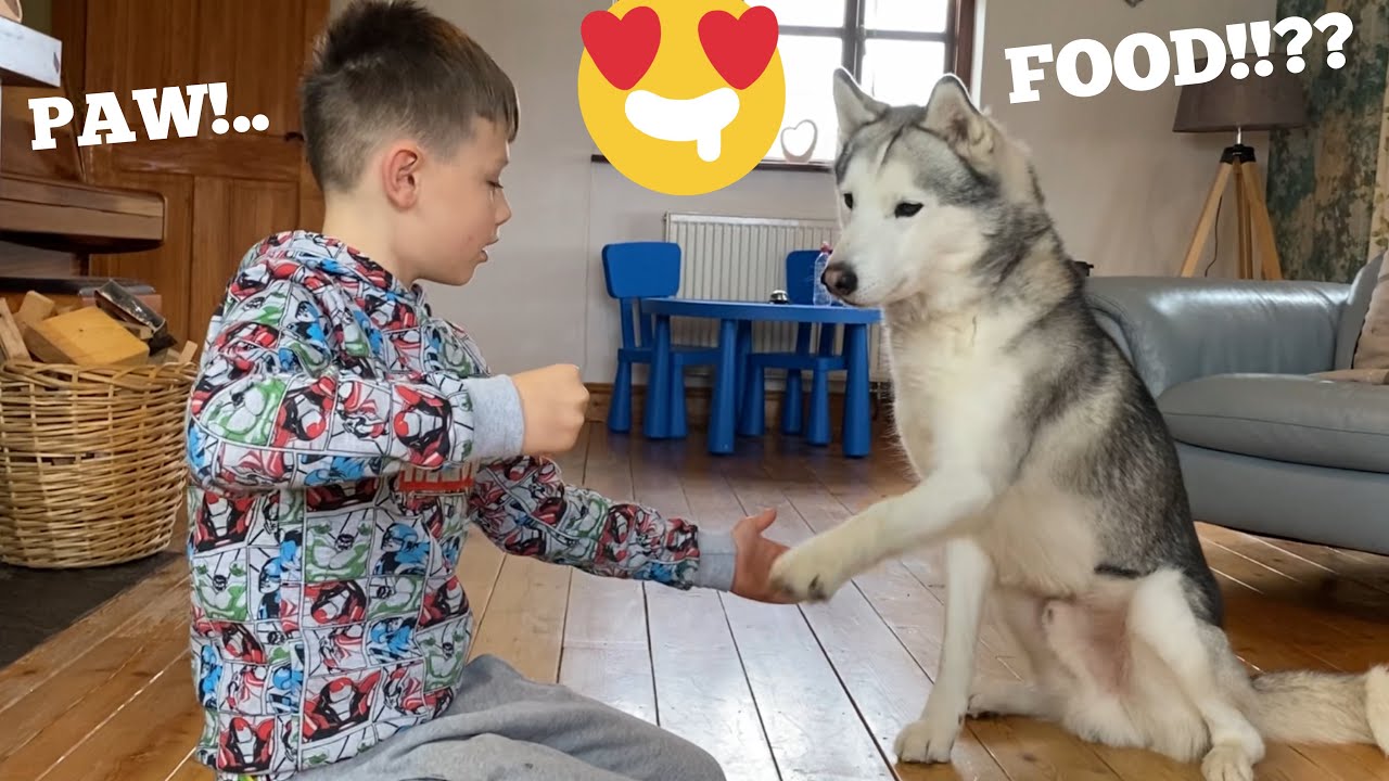 My Son Teaches Stubborn Husky All Basic Commands!!! [IT WORKS!!]