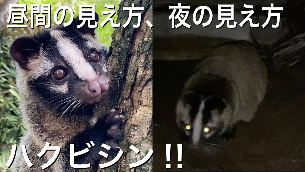 ハクビシンの昼間の見え方と夜の見え方 The Differences Of A Palm Civet Between Day Time And Night Youtube