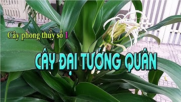 Cây phong thủy mang lại tài lộc cho gia chủ Náng đại tướng quân💐