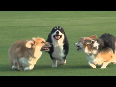 Corgi Dogs- Larry, Betty, & Darryl- The Thundering Herd