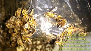 Mais Uma Captura - Chegada De Enxame De Abelha Apis Na Caixa Isca De Papelão