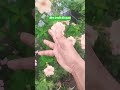 July 28 2025 Three Finger Magic Show Amazing Youtube Short Short July 28 2025 Three Finger Magic Show Amazing Youtube Short Short