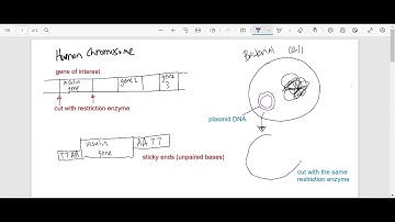 Use of Restriction Enzymes to make Recombinant Plasmid