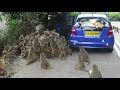 Monkeys going CRAZY over food at Kam Shan Country Park in Hong Kong
