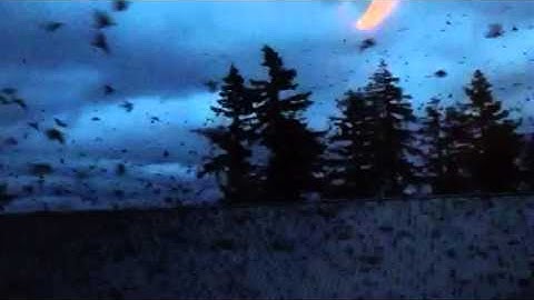 Crows at University of Washington Bothell