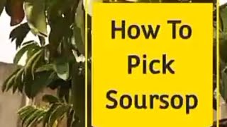 Best Way To Know When Your Soursop Is Ripe and Ready For Picking @discovery