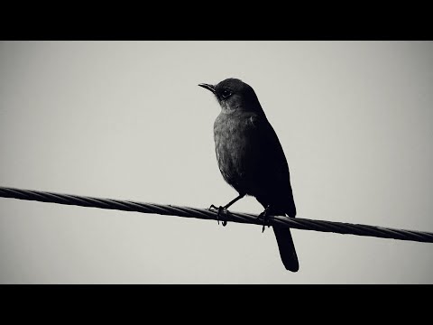 Watch Blackbird - Alexander King (Official Lyric Video) on YouTube