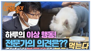 동물 행동 심리 전문가, 하루의 이상 행동 단숨에 해결!ㅣ순간포착 세상에 이런 일이(Instant Capture)ㅣSBS Story