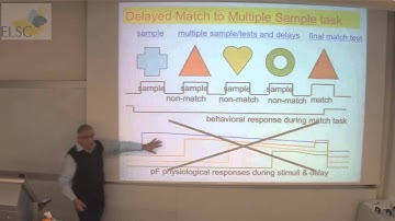 The Daniel Amit Lecture 2014-2015