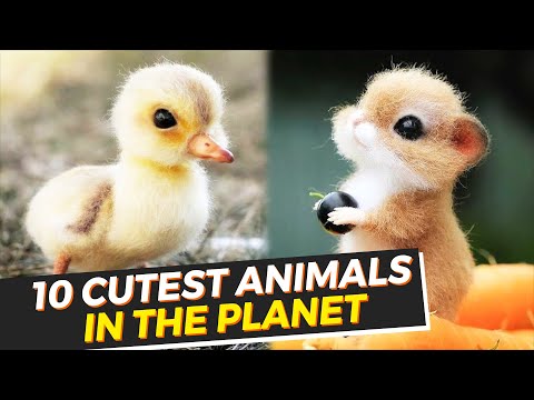 Video: Ang Pinaka-cute Na Mga Hayop Sa Mundo: TOP 10