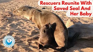 Rescuers Reunite With Saved Seal And Her Baby