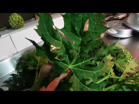 Video: Condiciones de cultivo de árnica: consejos para plantar hierbas de árnica en el jardín