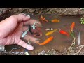 Find colorful ornamental fish, koi fish, goldfish, catfish, snakehead fish, betta fish, lobsters