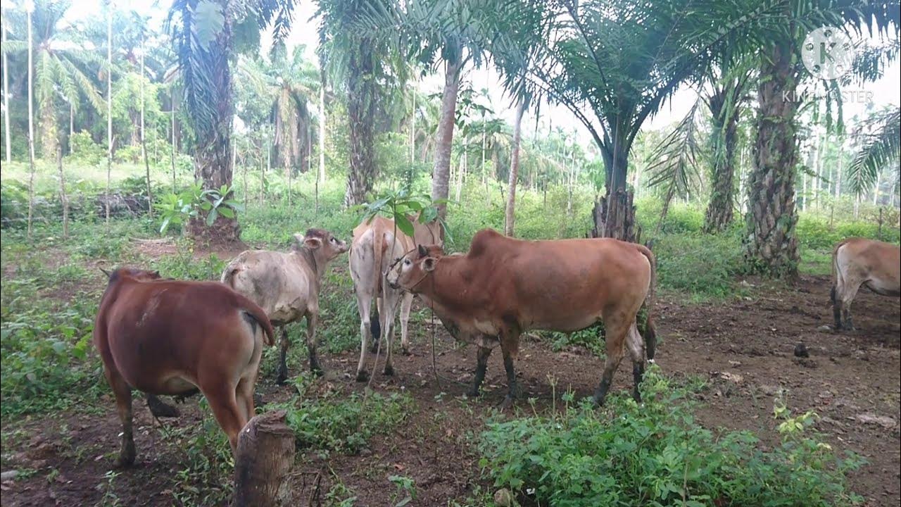 Proses kawin sapi alami - YouTube