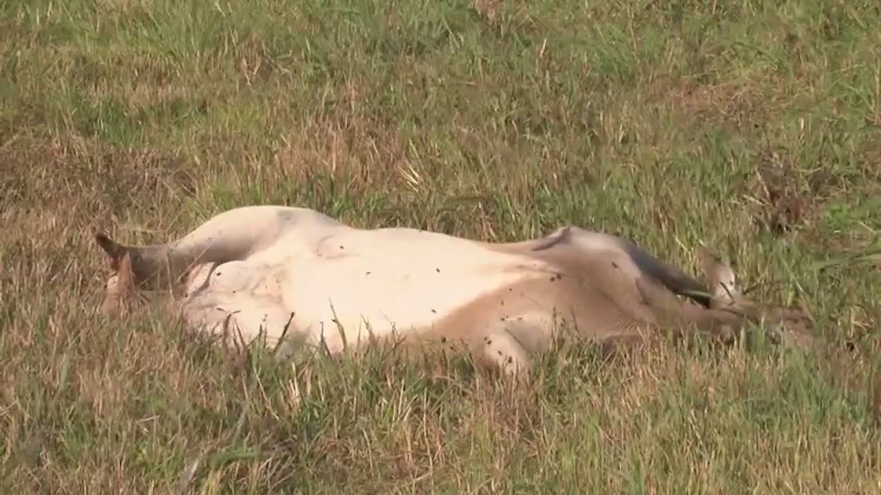 Turning roadkill into a free meal, sheriff's dept. finds solution for deer going to waste