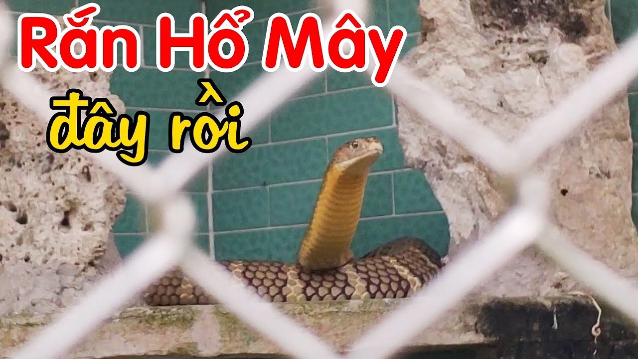 Khám phá Trại Rắn Đồng Tâm gặp nhiều Rắn Hổ Mây