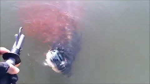 CÁ CHUỐI ĐẮM ĐUỐI VÌ CON