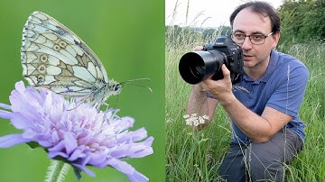 How to Photograph Butterflies in the Field | Marbled Whites (Canon 1DX & EF 100mm F/2.8 Lens)