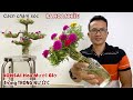 Cách Chăm Sóc Bonsai Hoa Mười Giờ Trồng Trong Nước Để Cây Ra Hoa Nhiều Và Đẹp