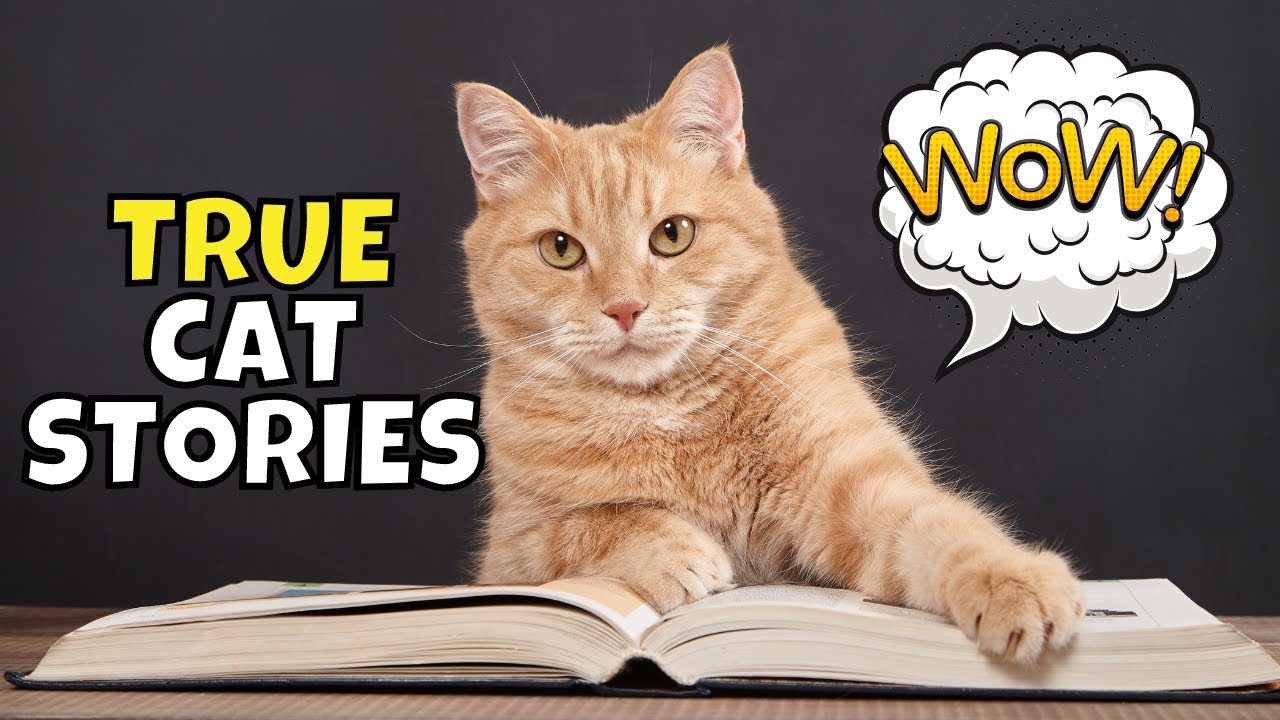 A Cat SAVED a Boy's Life From a Dog Attack! 8 TRUE Cat Stories YouTube