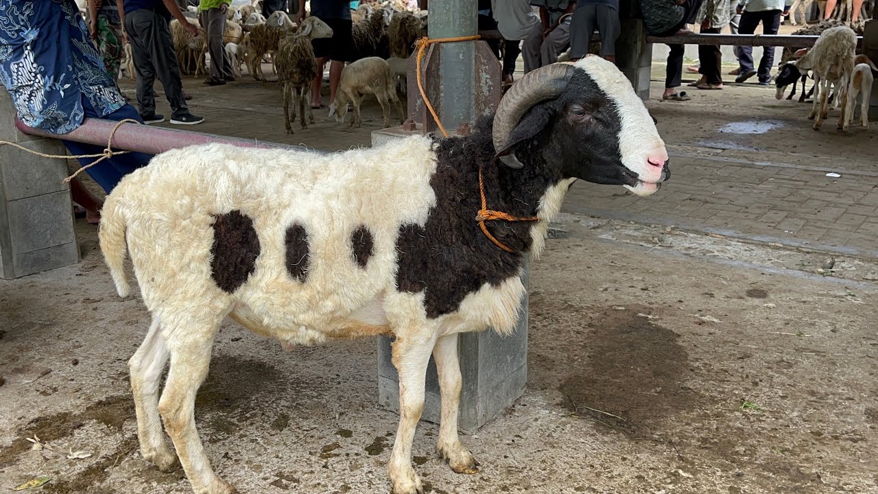 PASAR DOMBA KRANGGAN SAAT INI HARGA SAAT INI 