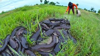 Massive Fish Harvest: We Found a Secret Catfish Nest!