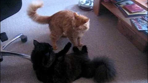 Video 6792071: oriental longhair cat, kitten cutie, small kitten, kitten red, kitten playing