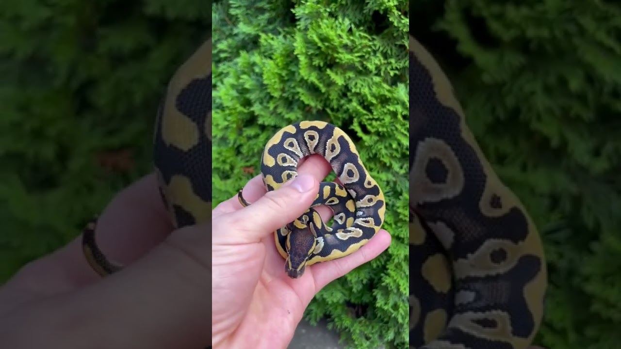 Hatchling Female Phantom ball python