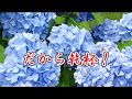 だから乾杯! 西山ひとみ(るみ子)カバー