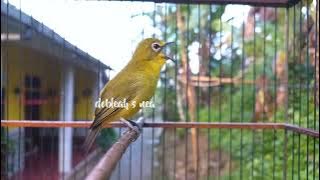 Pancingan Pleci Ngalas Wit Wit Mudah Di Tiru