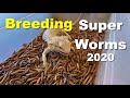 How To Breed Super Worms For Your Reptiles !! 2020 Tips !!