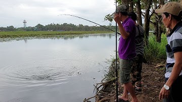 Rủ thêm cao thủ trở lại Tràm Chim, tổ đãi 3 Rùa mới xuống cần lên cá bự | Săn bắt SÓC TRĂNG |