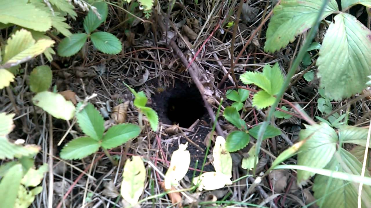 гнездо земляных ос