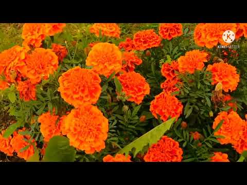 Beautiful flowers and peaceful music video. beautiful Relaxing Nature music video.