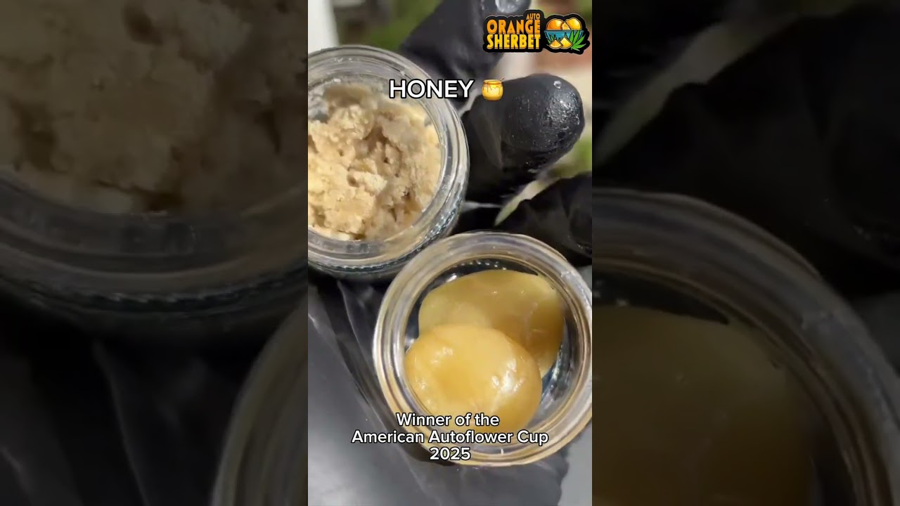 Orange Sherbet Auto Winner of The American Autoflower Cup 2025 | Fast Buds