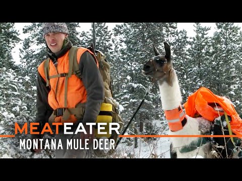 Video: Är centaurea montana-hjort resistent?
