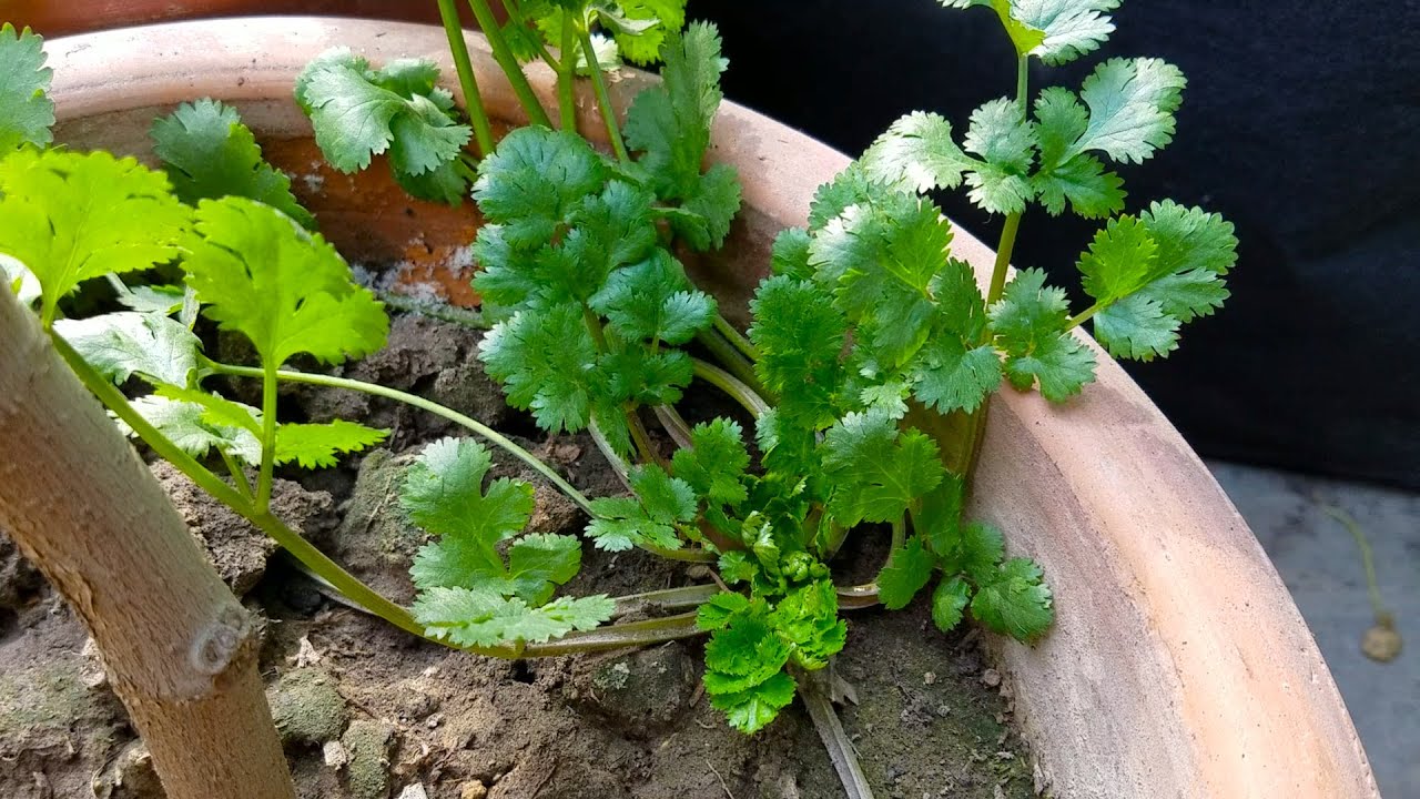 Why Coriander Leaves Not Growing Coriander Plant Growth Stages Grow Why Coriander Leaves Not Growing Coriander Plant Growth Stages Grow