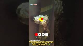 T-rex junior masuk kandang Tulang rexy part 1 🦖 @alfajackcomedy #papadinobandung #trex #dinosaurus