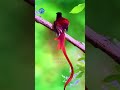 Paradise Flycatcher enchants every gaze with its graceful wings and long, flowing tail feathers